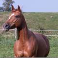 hundesitter w katrin 283565b7-cac4-4192-9f59-c1c53288697d
